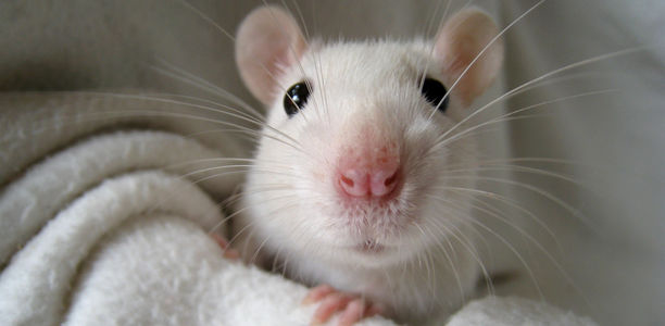 Bild zu Demenzerkrankungen - Gestörter Fettabbau im Gehirn lässt Mäuse verdummen