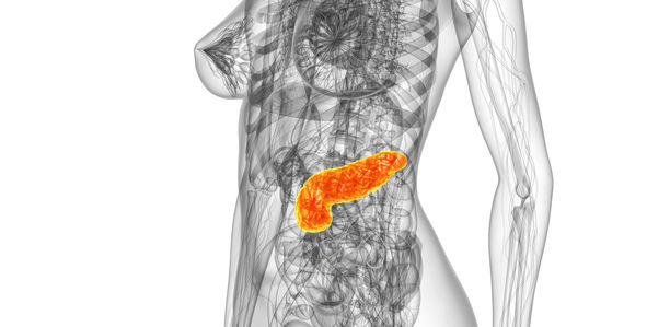 Bild zu Neue Funktion entdeckt: - Pankreas-Rezeptoren können Insulin-Freisetzung regulieren