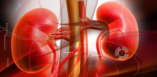 Bild zu Nierenkrankheit - Neuer Marker sagt möglicherweise Voranschreiten voraus