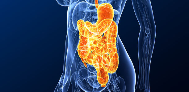 Bild zu Typ-1-Diabetes - Netzwerk von Darmbakterien beeinflusst möglicherweise Autoimmunprozess