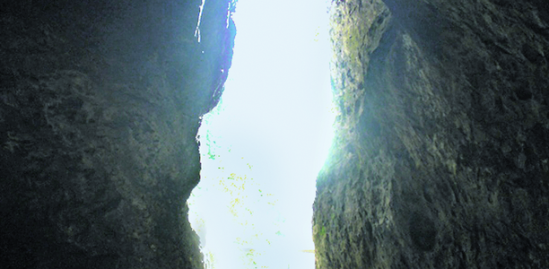 Bild zu Darmbakterien - Lebensweise bestimmt Darmflora