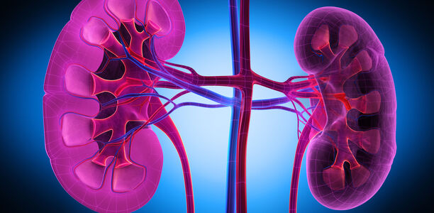 Bild zu Nierenerkrankungen - Die Nieren Schützen