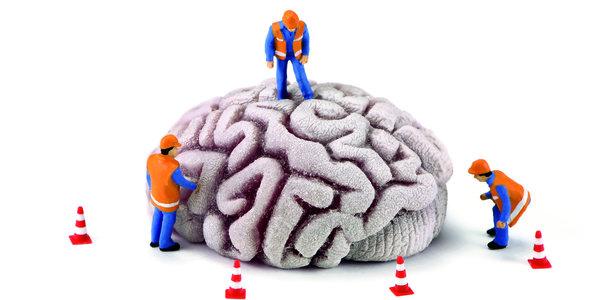 Bild zu Forschung - Neue Nervenzellen nach Schlaganfall?