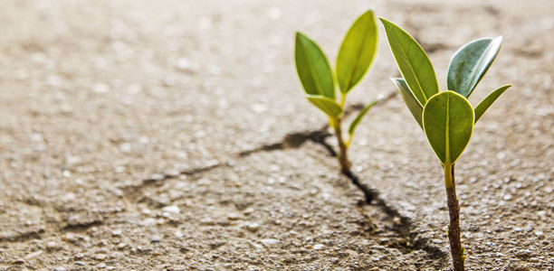 Bild zu Diabetes-Forschung - Mechanismus zur Diabetesentstehung entschlüsselt