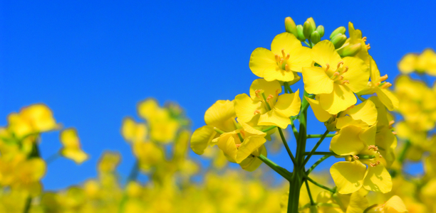 Bild zu Studie - Pilotstudie vergleicht Rapsöl und Olivenöl 