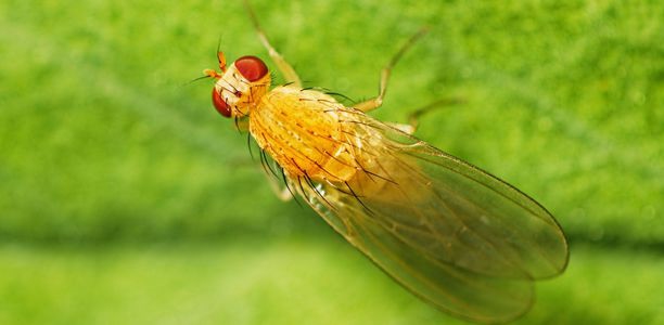 Bild zu Adipositas - Wie der Vater so der Sohn