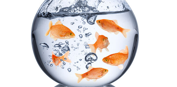 Bild zu Schulungsprogramm ausgezeichnet - PRIMAS erhält Gesundheitspreis