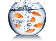 Bild zu Schulungsprogramm ausgezeichnet - PRIMAS erhält Gesundheitspreis