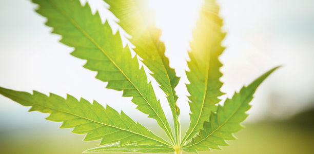 Bild zu Forschung - Heißhunger durch Cannabinoide