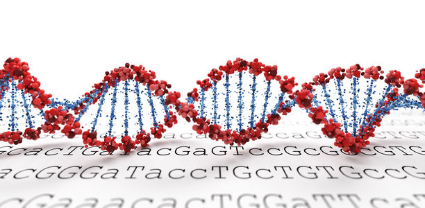 Bild zu 64 Genome assembliert - Neue Referenz für die globale genetische Vielfalt