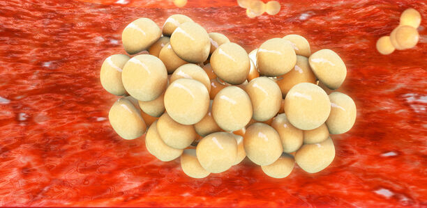 Bild zu Positiver Effekt - Metformin beeinflusst Cholesterin-Werte