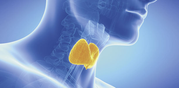 Bild zu Schwerpunkt Geriatrie / Schilddrüse - Geriatrie: Schilddrüse im Fokus