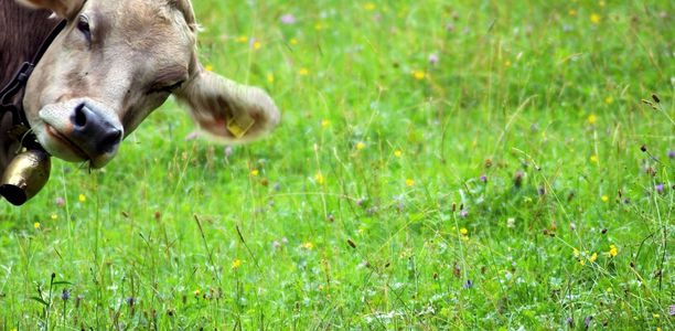 Bild zu Ernährung - Zukunftsszenarien für den Nahrungsmittelbedarf im 21. Jahrhundert