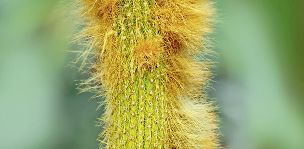 Bild zu Schwerpunkt: Polycystisches Ovar-Syndrom - Hyperandrogenämie 