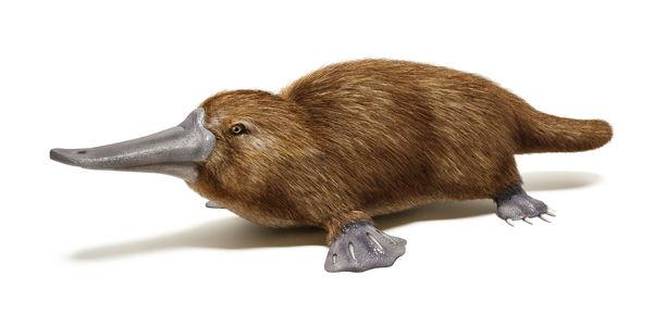 Bild zu GLP-1 im Tierreich - Schnabeltiere als Wirkstofflieferanten?