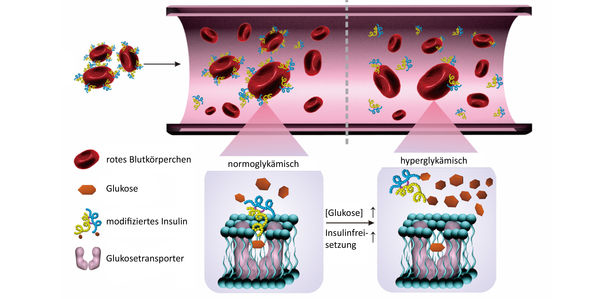 Bild zu Neues „smartes“ Insulin - Blutkörperchen bespickt mit Insulin regulieren Blutzucker