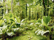 Bild zu DPP-4-Hemmer  - Durch den Therapiedschungel