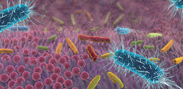 Bild zu Darmmikrobiom - Artenvielfalt der guten Darmbakterien hält uns gesund