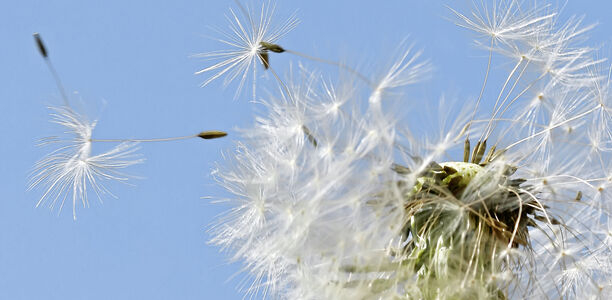 Bild zu Schwerpunkt „Das Aus für die Haare“ - Grundlagen zum weiblichen Haarverlust