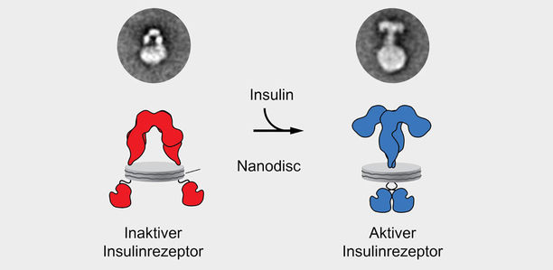 Bild zu Jahrzehntelanges Rätsel gelöst - So funktioniert der Insulinrezeptor