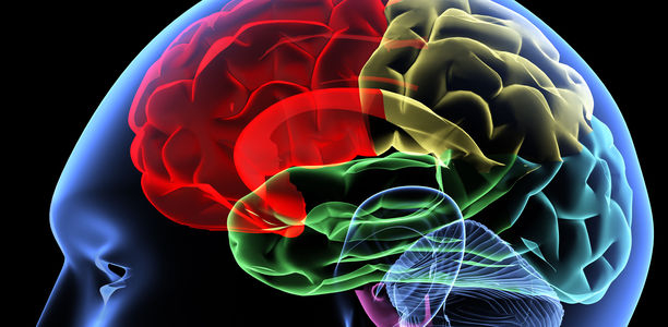 Bild zu Adipositas - Gestörte Hirn-Energiegewinnung bei Übergewicht