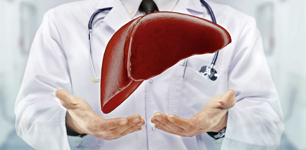 Bild zu Forschung - Leber erneuert sich durch erhöhten Blutfluss