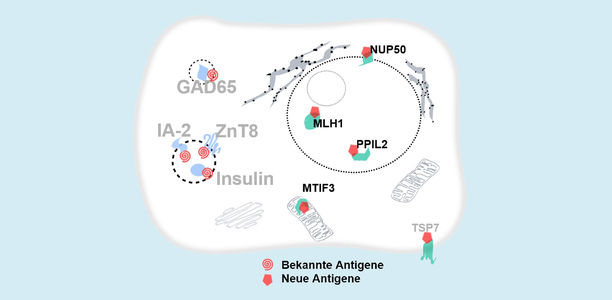 Bild zu Forschung - Neue Antigene für Typ-1-Diabetes bestätigt