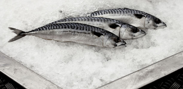 Bild zu Omega-3-Fettsäuren - Wuppertaler Lebensmittelchemiker liefern wichtige Erkenntnisse 