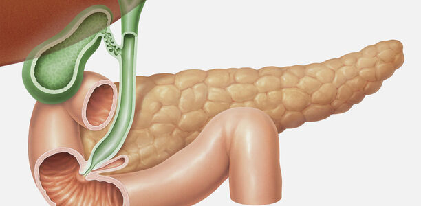 Bild zu Grundlagenforschung - Botenstoff GABA: Möglicher Ansatzpunkt bei Diabetes? 