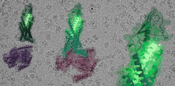 Bild zu Forschung - Bruchstelle auf Rezeptor verlangsamt Blutzucker-Stoffwechsel