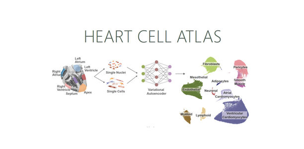 Bild zu „Human Heart Cell Atlas“ - Zelle für Zelle verstehen: Atlas des menschlichen Herzens
