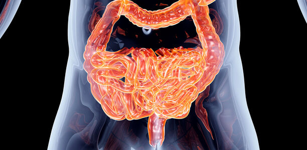 Bild zu Darmhormon Sekretin - Wie der Darm mit dem Braunen Fett kommuniziert