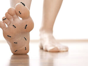 Makroangiopathie •