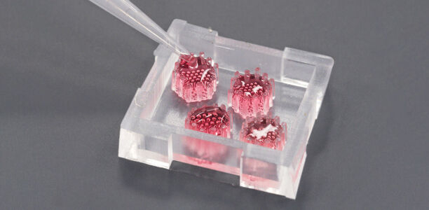 Bild zu Zur Krebs-Diagnose - Pankreas-Organoide auf neu entwickelter Chip-Plattform