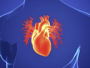 Bild zu Schwerpunkt „Herz und Gefäße“ - Personalisierte Therapiepfade dringend nötig