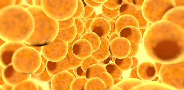 Bild zu Adipositas und COVID-19 - Fettgewebe wichtiger Replikationsort von SARS-CoV-2