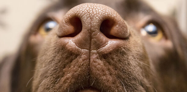 Bild zu Corona-Pandemie - Hunde können Long-Covid-Patienten erkennen