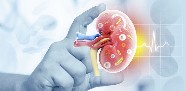 Bild zu Geschlechtsunterschied - Warum Männer im Alter häufiger an Nierenschäden leiden als Frauen