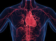 Bild zu EASD 2025 - Semaglutid: REACH-Daten untermauern kardiovaskulären Schutz