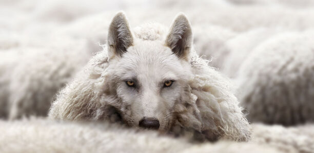 Bild zu Editorial - Der Wolf im Schafspelz
