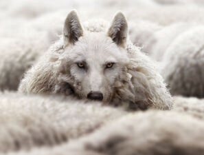 Bild zu Editorial - Der Wolf im Schafspelz