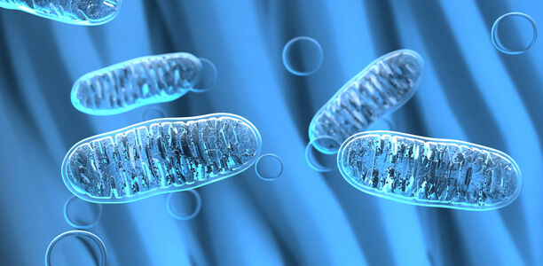 Bild zu Übersicht - Die mitochondriale Dysfunktion ist ein bedeutender Teil der Pathogenese des metabolischen Syndroms (MetS)